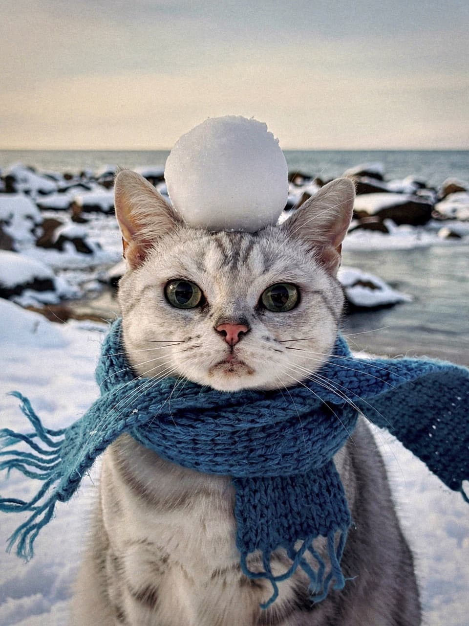 Generate an image featuring the pet as the main subject, zoomed in to show only its upper body. The pet looks relaxed and contented, steadily balancing a small snowball on its head. It is wearing a blue knitted scarf around its neck, which is gently blowing in the wind, creating a cute and heartwarming vibe. The background is a snowy seaside scene in winter; the sea is calm, and the shoreline rocks and ground are covered in pristine white snow. Illuminated by soft light, the entire scene feels as tranquil and beautiful as a fairytale, conveying a sense of warmth and healing as if the pet is enjoying a romantic winter moment. Apply a Fujifilm filter aesthetic to the overall image.
